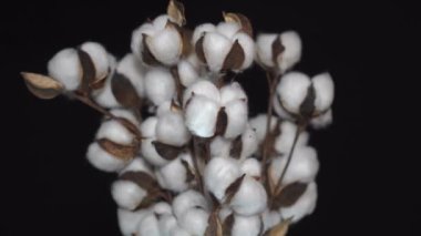 Pamuk. Siyah arka plan üzerine pamuk şube yakın çekim döndürme. Kabarık Pamuk bitki koza. Döndürülmüş.