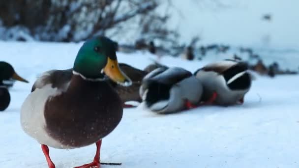 Patos andando na neve — Vídeo de Stock