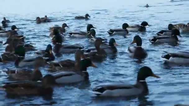 Duck sjön. Ankor på vintern. Ankor i reserven — Stockvideo