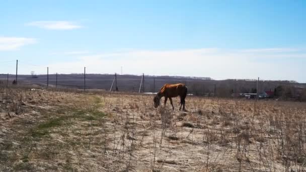 Caballo en el campo de la naturaleza escénica paisaje — Vídeo de stock