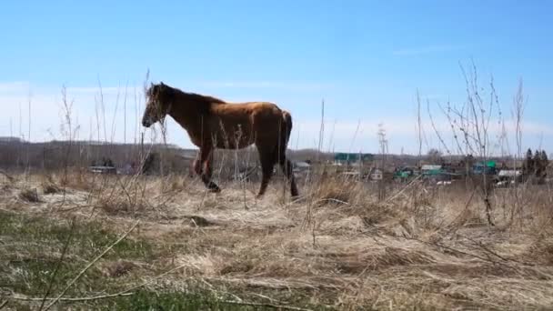 Caballo en el campo de la naturaleza escénica paisaje — Vídeos de Stock