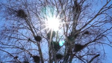 Avrupa Jackdaw Kuşları Kolonisi. Güneşli bir gökyüzüne karşı çıplak ağaç tepelerinde yuvalayan bir jackdaw kolonisi