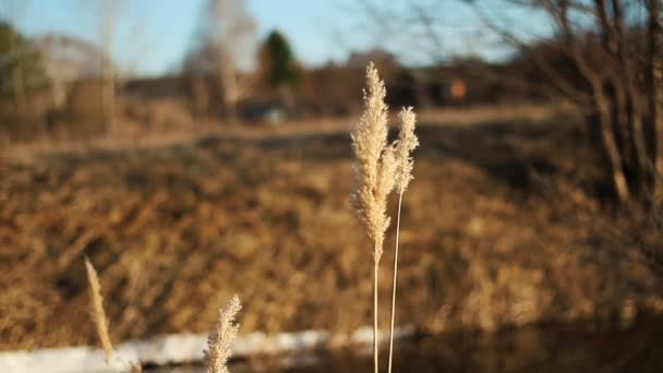 Bunga rumput kering bertiup dalam angin, buluh merah bergoyang dalam angin. Lapangan Reed di musim gugur — Stok Video