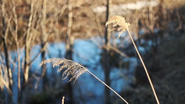 Selective soft focus of dry grass, reed, stalks, in the wind by the light, horizontal, blurred background. — Stock Video