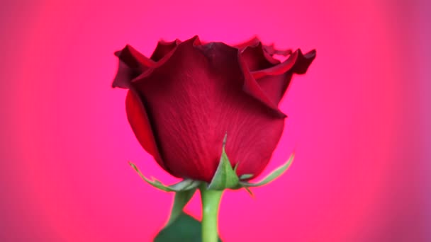 红玫瑰在粉红色背景上旋转。爱的象征。情人节卡设计. — 图库视频影像