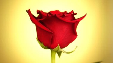 Kırmızı gül sarı arka plan üzerinde döndürüldü. Aşkın sembolü. Sevgililer günü kartı tasarımı.