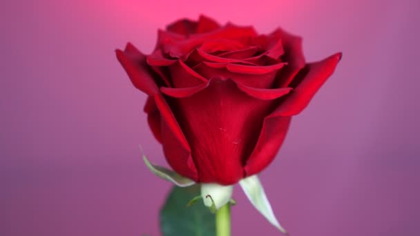 Czerwona róża obrócona nad fioletowym tłem. Symbol miłości. Projekt karty walentynkowej. — Wideo stockowe