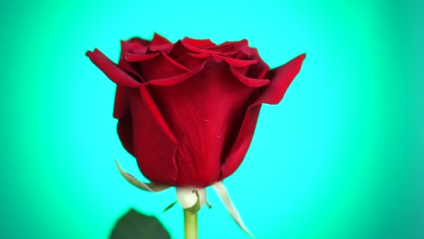 Rode roos gedraaid over groene achtergrond. Symbool van de liefde. Valentine Card Design. — Stockvideo