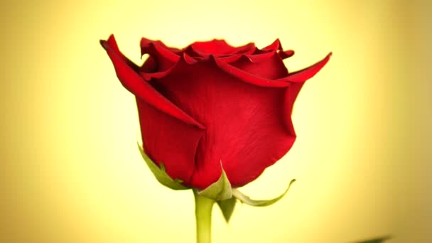 Czerwona róża obrócona nad żółtym tłem. Symbol miłości. Projekt karty walentynkowej. — Wideo stockowe