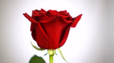 Kırmızı gül beyaz arka plan üzerinde döndürüldü. Aşkın sembolü. Sevgililer günü kartı tasarımı.