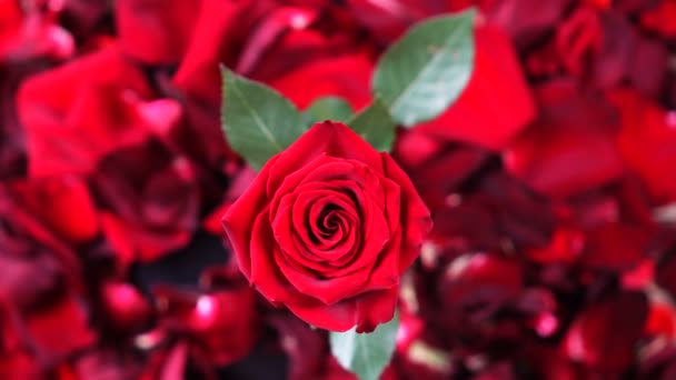 Vista superior de la rotación de la flor de la rosa roja primer plano de fondo. Hermosa rosa roja oscura primer plano . — Vídeos de Stock