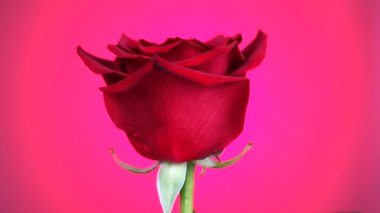 Kırmızı gül pembe arka plan üzerinde döndürülür. Aşkın sembolü. Sevgililer günü kartı tasarımı.