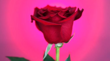 Kırmızı gül pembe arka plan üzerinde döndürülür. Aşkın sembolü. Sevgililer günü kartı tasarımı.