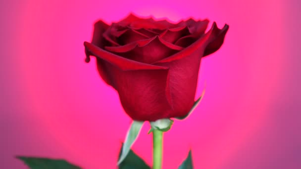Kırmızı gül pembe arka plan üzerinde döndürülür. Aşkın sembolü. Sevgililer günü kartı tasarımı. — Stok video