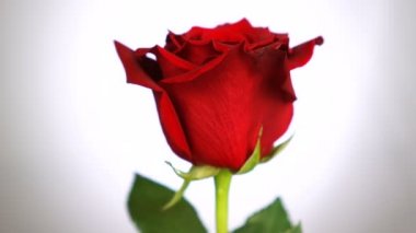 Kırmızı gül beyaz arka plan üzerinde döndürüldü. Aşkın sembolü. Sevgililer günü kartı tasarımı.