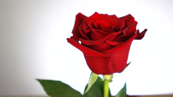Το κόκκινο τριαντάφυλλο περιστρέφεται πάνω από το λευκό φόντο. Σύμβολο της αγάπης. Σχεδιασμός καρτών Αγίου Βαλεντίνου. — Αρχείο Βίντεο