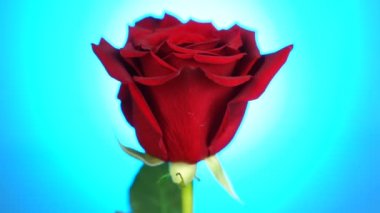 Kırmızı gül mavi arka plan üzerinde döndürüldü. Aşkın sembolü. Sevgililer günü kartı tasarımı.