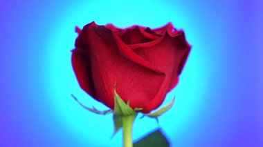 Kırmızı gül mavi arka plan üzerinde döndürüldü. Aşkın sembolü. Sevgililer günü kartı tasarımı.