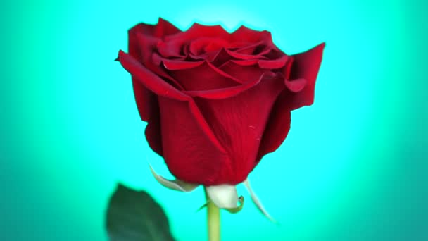 Rote Rose rotierte über grünem Hintergrund. Symbol der Liebe. Valentinskarten-Design. — Stockvideo