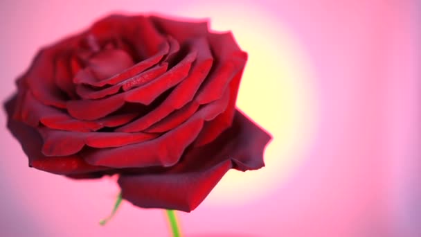 Vervaagde rode roos bloem rotatie close-up achtergrond. Mooie donker rode roos close-up. Symbool van de liefde. — Stockvideo