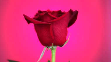 Kırmızı gül pembe arka plan üzerinde döndürülür. Aşkın Sembolü.