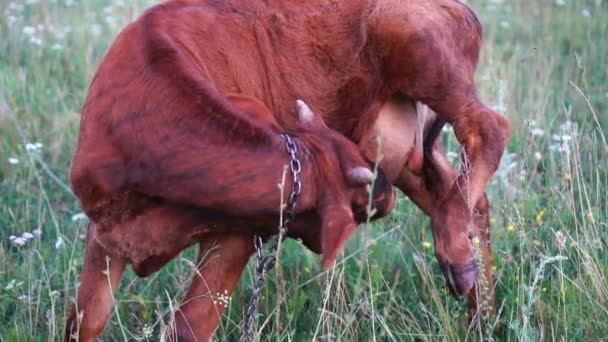 Close-up van gevlekte vretende koe gezicht op veld op weide hoog in de Karpaten op de boerderij — Stockvideo