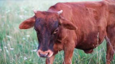 İnek kafası profili. Sinekler etrafında sinek ve gözlerinin içine sürünme