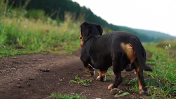 Vue arrière de Dachshund le chien se promène le long de la route dans la nature ralenti vidéo — Video