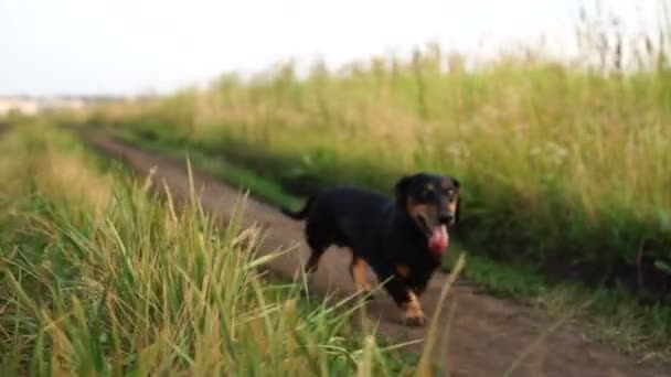 Köpek bir köy yolu boyunca koşar. Yaz gün batımı. — Stok video