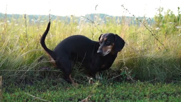 Kutya szarik a fűmezőn, tacskó szarik a parkban. — Stock videók