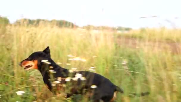 Perro pequeño se pone al día con una chica corriendo por el camino — Vídeos de Stock