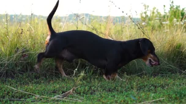 Tacskó kutya séta szabadtéri. — Stock videók