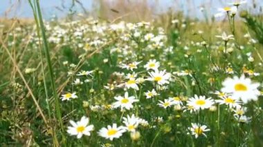 Papatyalar çiçeklenme. Oxeye papatya, leucanthemum vulgare, daisies, DOX-göz, ortak papatya, köpek papatya, ay papatya.