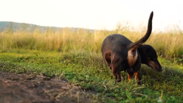 Zomer tijdverdrijf. landelijke vakantie op het platteland. wandeling met een kleine hond op een groen veld — Stockvideo
