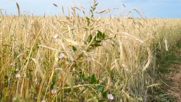 Rogge veld bij zonsondergang, oogst achtergrond — Stockvideo