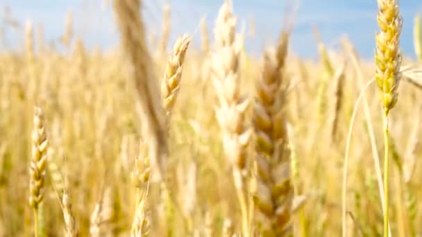 Wheat field. Ears of golden wheat close up. Beautiful Nature Sunset Landscape. Rural Scenery under Shining Sunlight. — Stock Video