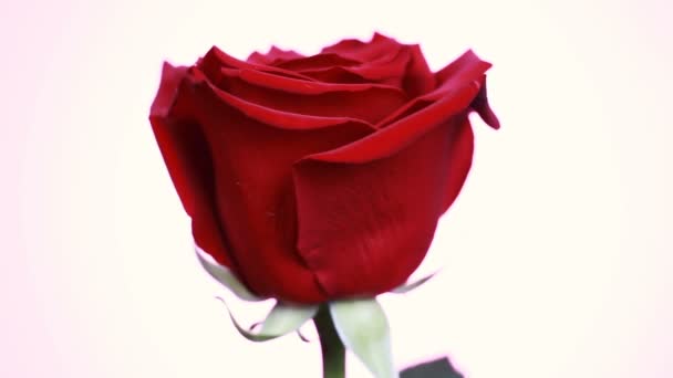 El primer plano de una rosa roja gira sobre un fondo blanco. Macro tiro rosa con pétalos . — Vídeo de stock