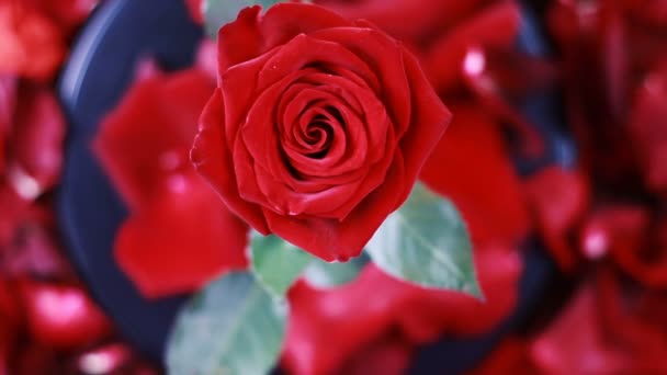 Top uitzicht van een rode roos draait over rode bloemblaadjes. — Stockvideo