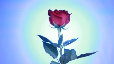 Kırmızı bir gülün yakın çekimmavi arka planda döner. Makro çekim yaprakları ile gül.