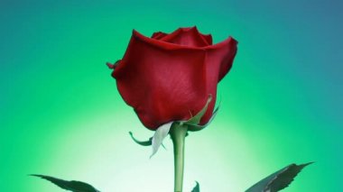 Kırmızı bir gülün yakın çekimyeşil arka planda döner. Makro çekim yaprakları ile gül.