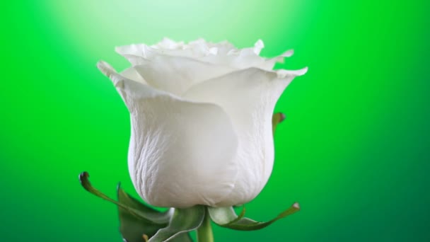 Weiße Rose Blume Rotation Nahaufnahme grünen Hintergrund. Symbol der Liebe. Valentinskarten-Design. — Stockvideo
