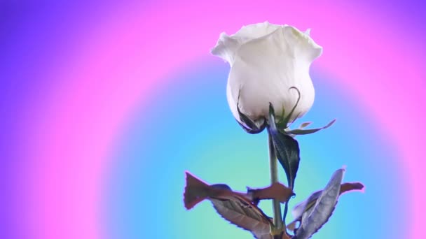 白いバラの花の回転は美しい背景をクローズアップ。愛の象徴バレンタインカードデザイン. — ストック動画