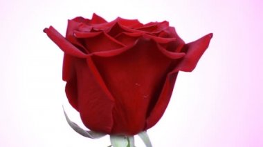 Kırmızı bir gülün yakın çekimbeyaz arka planda döner. Makro çekim yaprakları ile gül.