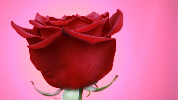 Close-up of a red rose rotates on pink background. Macro shot rose with petals. — Stock Video