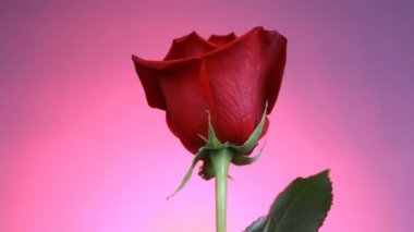 Kırmızı bir gülün yakın çekimi pembe arka planda döner. Makro çekim yaprakları ile gül.