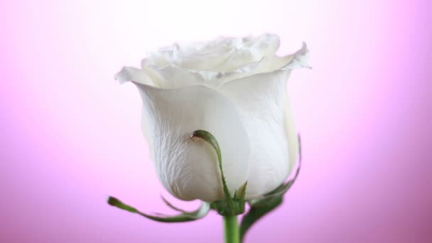 Rosa blanca rotación de la flor cerca de fondo rosa. Símbolo del Amor. Diseño de tarjeta Valentine . — Vídeo de stock