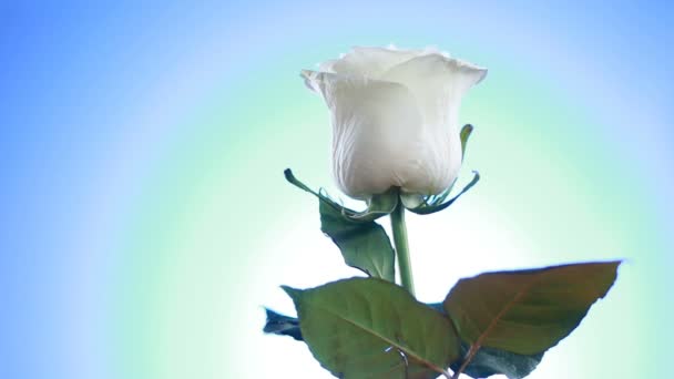 Rosa blanca rotación de la flor cerca de fondo azul. Símbolo del Amor. Diseño de tarjeta Valentine . — Vídeo de stock