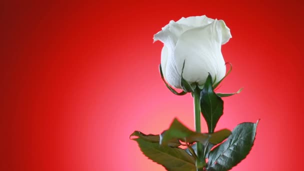白いバラの花の回転は赤い背景を閉じます。愛の象徴バレンタインカードデザイン. — ストック動画
