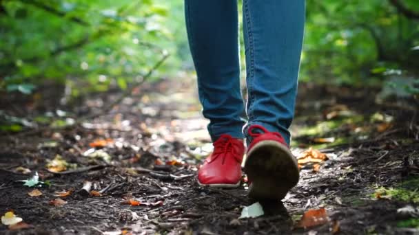 Pieds féminins en chaussures rouges marchant à travers la forêt d'automne, Gros plan . — Video