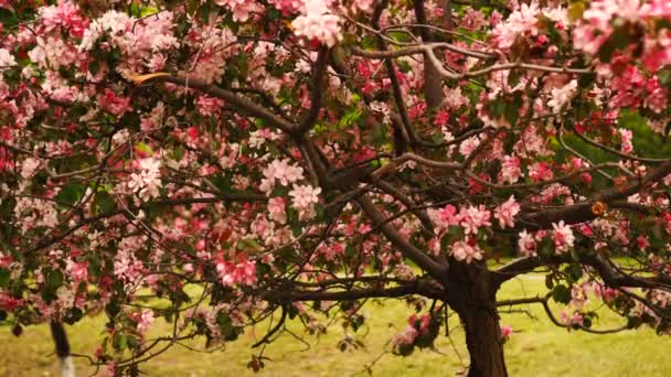 Цветут цветы сакуры. Красивое розовое вишневое дерево цветет — стоковое видео